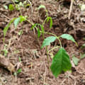 Ocobo