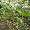 Caccao