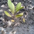 Weiße Mangrove