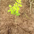 Moringa
