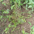 Grevillea