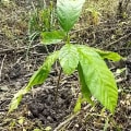 Cacao