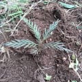 Grevillea