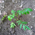 Cedro