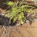 Grevillea
