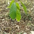 Cacao