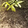 African Mahogany