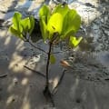 White Mangrove