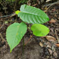 Albero Dinamite