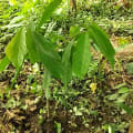 Cacao