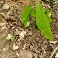 Cacao