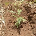 Grevillea