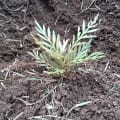 Grevillea