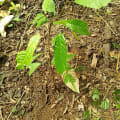GAIA
