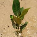 Mangrove Asiatique