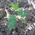 Leucaena