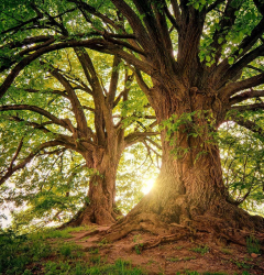 Roots