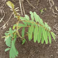 Tephrosia