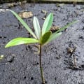 Mangrovia Best Friends
