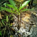 Mangrove Rouge