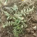 Grevillea