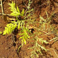 Grevillea