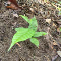 Cacao