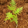 Grevillea