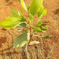 Acacia Mangium