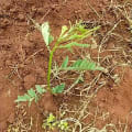 Sesbania