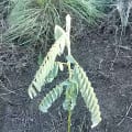 Tefrosia