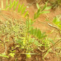 Tephrosia