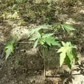 Papaya