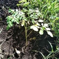 Moringa