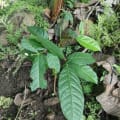Caoba