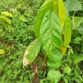 Cacao