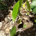 Cacao