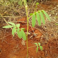 Tephrosia