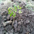 Moringa
