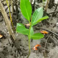 Mangrove Rouge