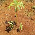 Tephrosia