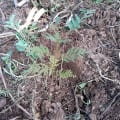 Grevillea