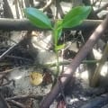 Red Mangrove