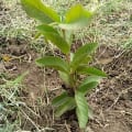 Guayaba