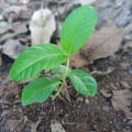 Guava