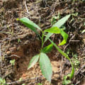 Cashew