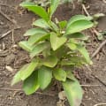 Citronnier