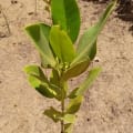 Asiatic Mangrove