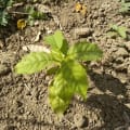 Staci's Markhamia