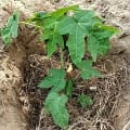 Papaya
